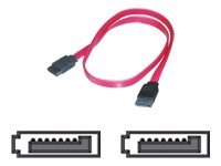 Uniformatic - Câble SATA - Serial ATA 150 - SATA (M) pour SATA (M) - 50 cm 52540